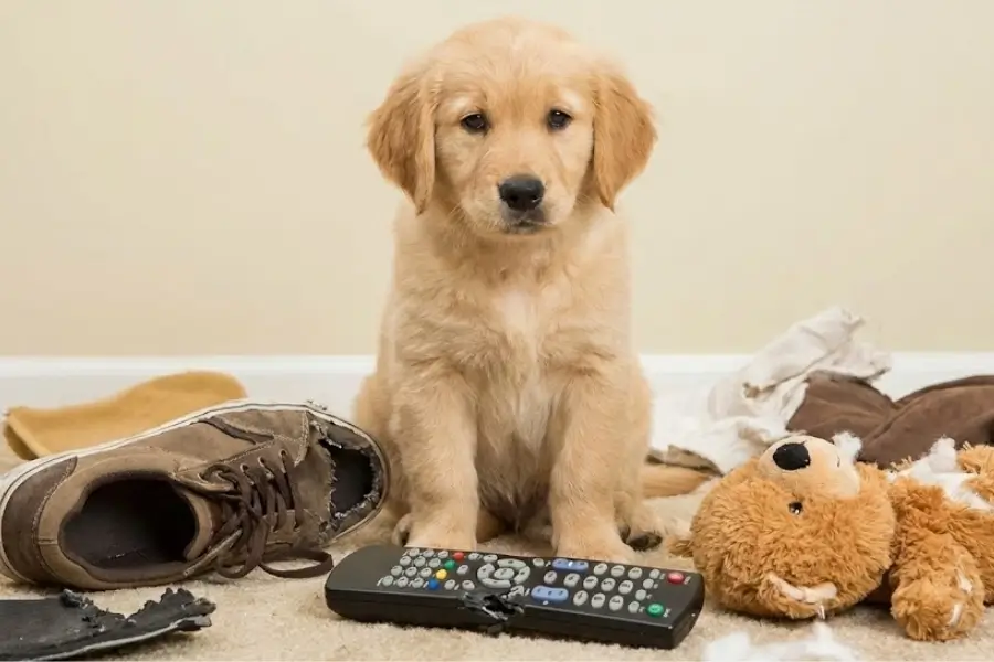 The Easiest Way to Stop Your Puppy From Chewing Everything